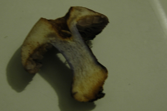 Cortinario violetto da ID